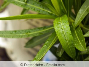 Oleander giftige Pflanzensäfte in Blättern