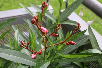 Oleander Blüten