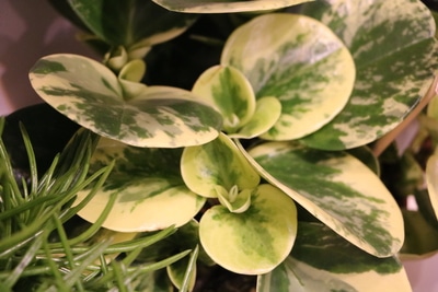 peperomia obtusifolia