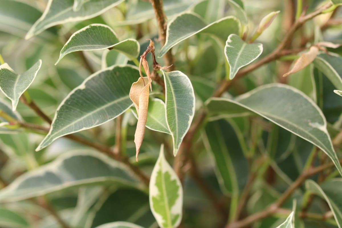 Birkenfeige verliert Blätter - Braune Blätter an Ficus benjamina