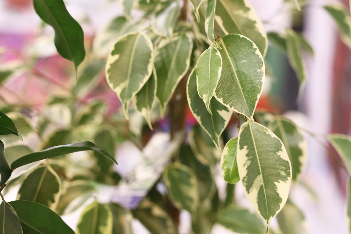 Birkenfeige verliert Blätter - Ficus benjamina