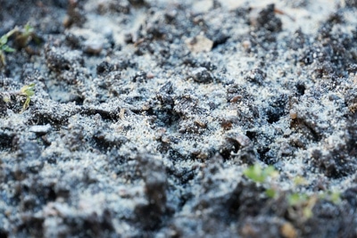 Algenkalk auf Gartenboden
