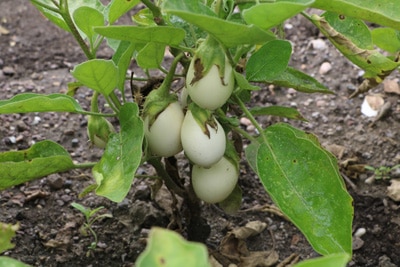 Aubergine / Eierbaum- Solanum melongena