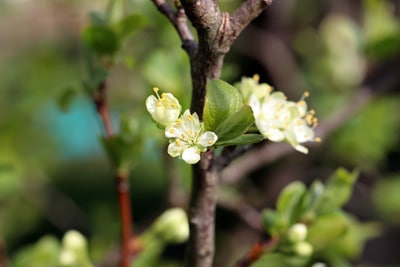 Pflaume - Prunus domestica