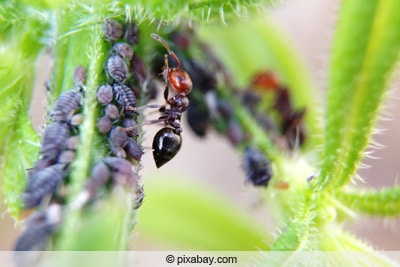 Ameisen mit Läuse