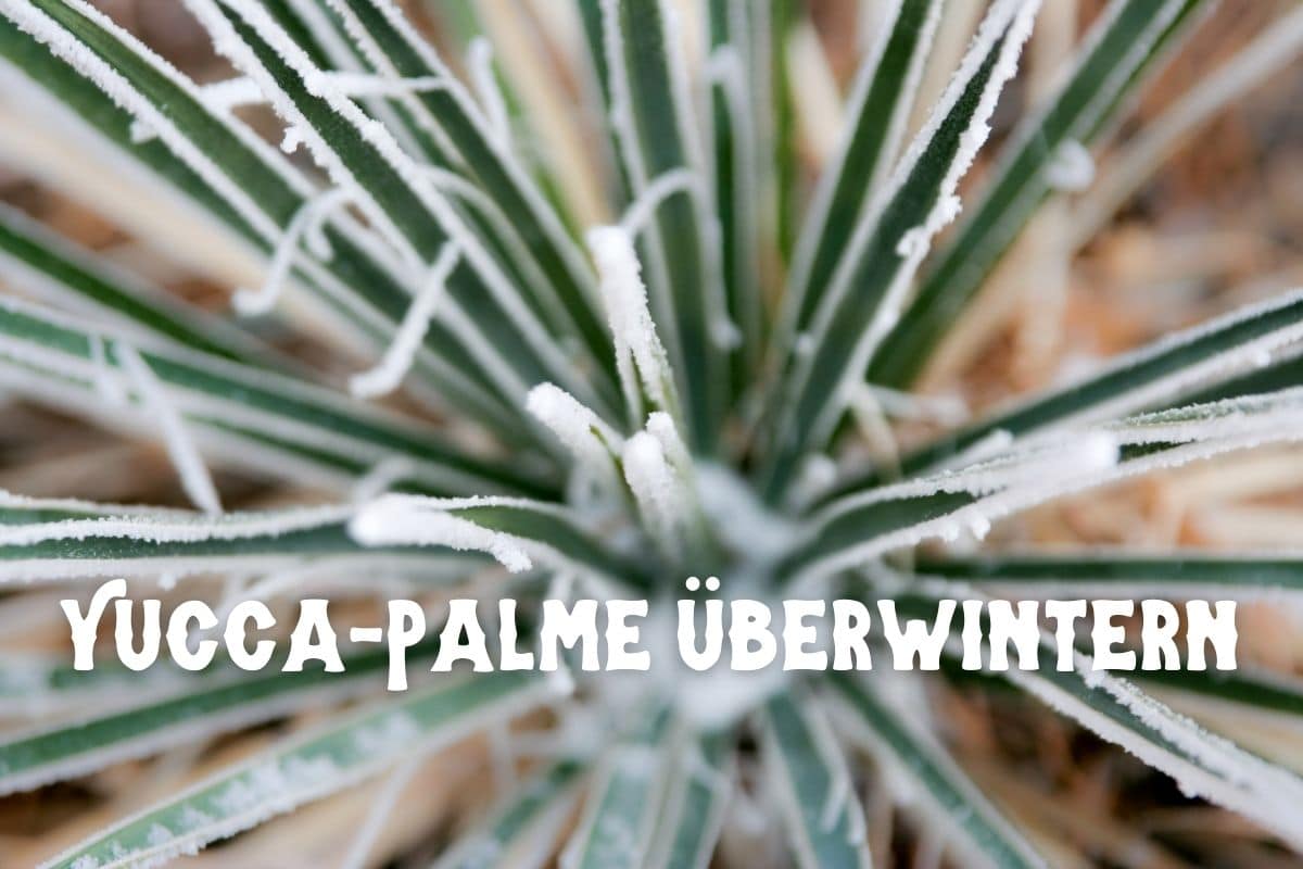 Yucca-Palmlilie überwintern - Yucca filamentosa mit Frost