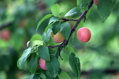 Mirabellen - Prunus domestica