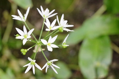 Bärlauch-Blüte - Allium ursinum