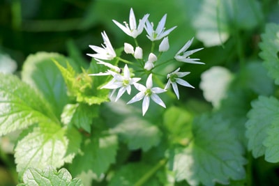 Bärlauch-Blüte - Allium ursinum