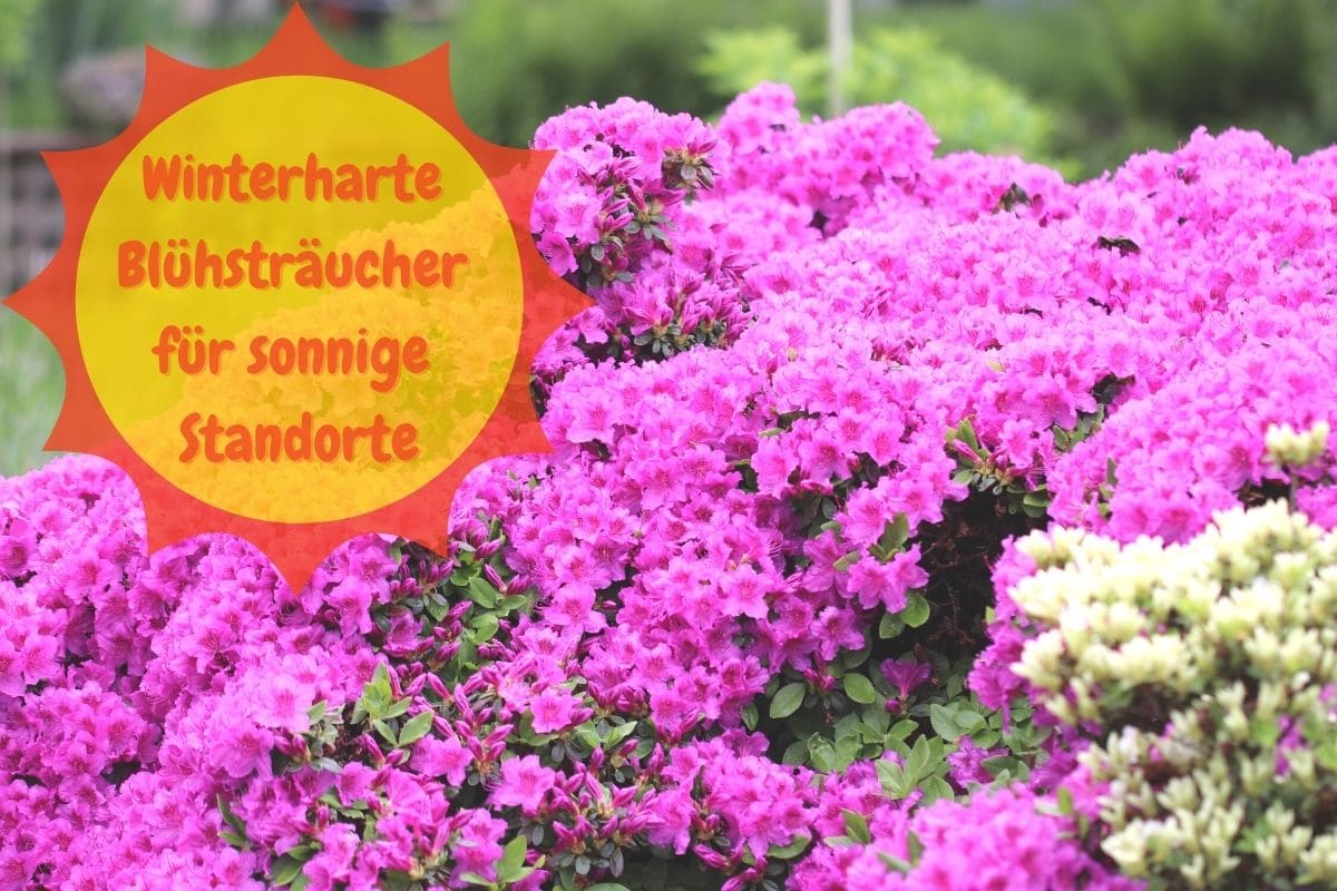 Winterharte Blühstäucher für sonnige Standorte - Rhododendron
