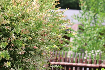 Harlekinweide - Salix integra - Zierweide
