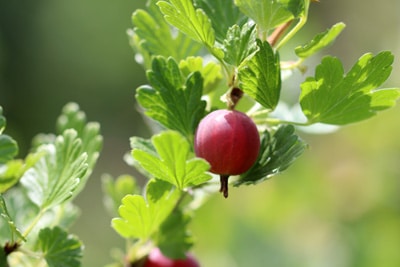 Stachelbeere - Ribes uva - crispa