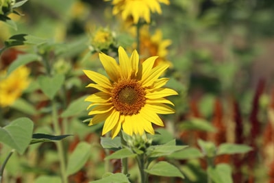 Sonnenblume - Helianthus annuus