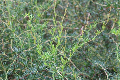 Schmalblättrige Berberitze - Berberis stenophylla