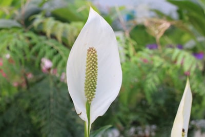 einblatt spathiphyllum