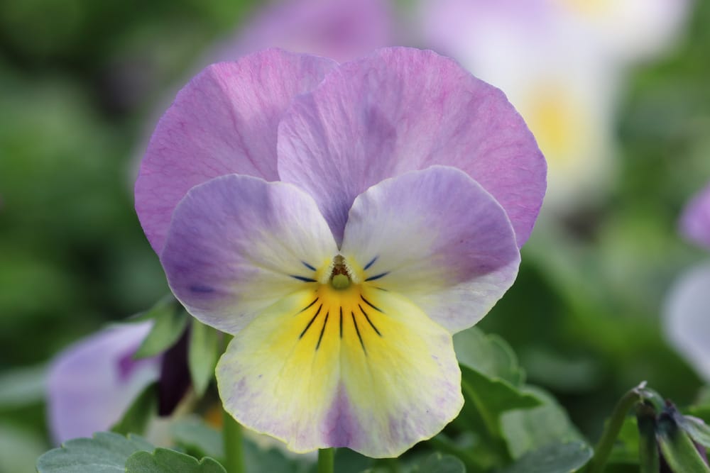 Hornveilchen - Viola cornuta