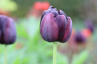 tulipa black hero tulpe