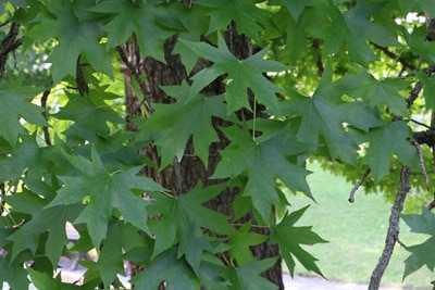 amerikanischer amberbaum liquidambar styraciflua