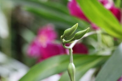 Geschlossene Orchideenbluete