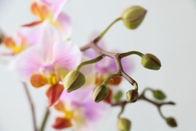 orchidaceae phalaenopsis orchidee