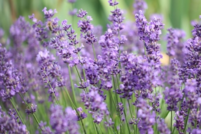 lavandula angustifolia echter lavendel