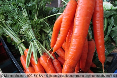 Karottensorte 'Fucino'