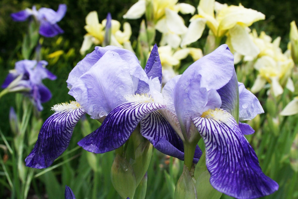 Schwertlilie - Iris