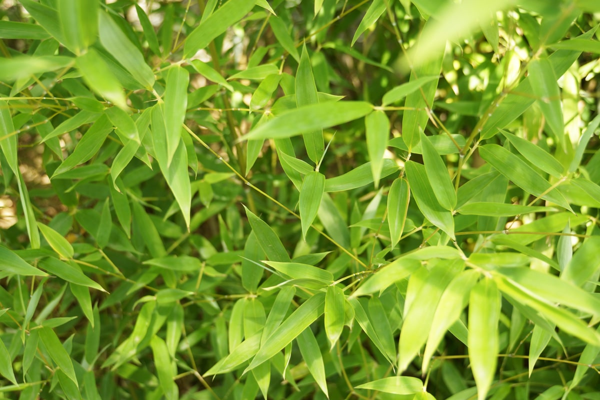 Wie schnell wächst Bambus - Fargesia murielae