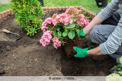 Gärtner prüft ausgegrabene Hortensienwurzel