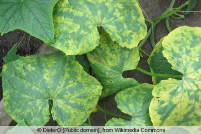 Gurkenmosaikvirus, Gurkenpflanze gelbe Blätter