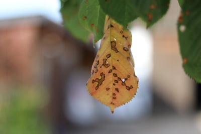 Schrotschusskrankheit an Obstbaumblatt