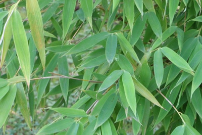 Schirmbambus mit verfärbten Blättern