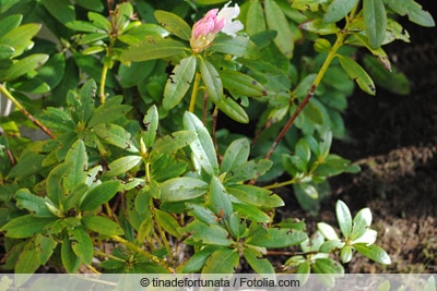 Spuren des Dickmaulrüsslers an Rhododendron