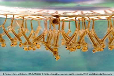 Stechmückenlarven unter Wasseroberfläche