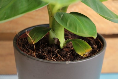 Substrat einer Bananenpflanze im Topf