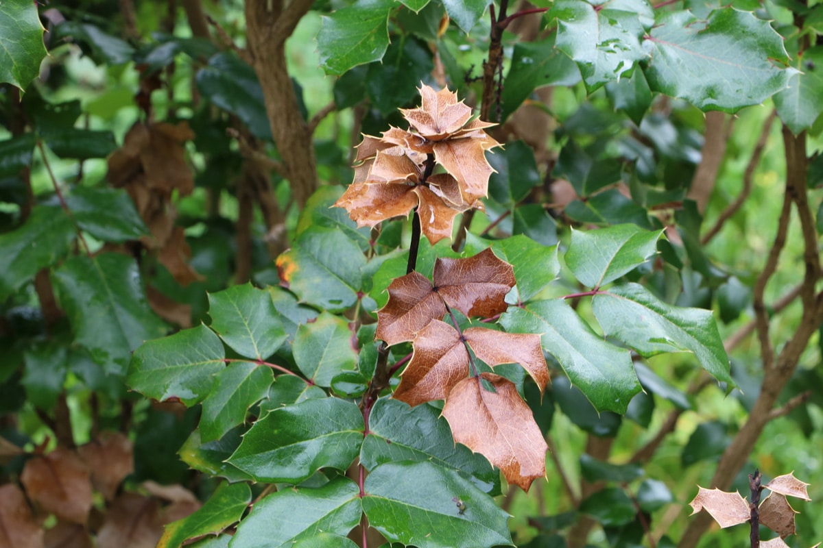 Gewöhnliche Mahonie - Mahonia aquifolium