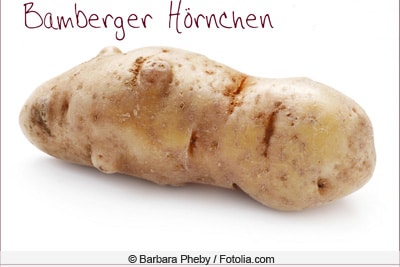 Kartoffelsorte 'Bamberger Hörnchen'