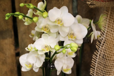 Weiße Schmetterlingsorchidee