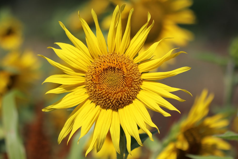 Sonnenblume - Helianthus annuus