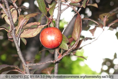 Blutpflaume - Prunus cerasifera 'atropurpurea'