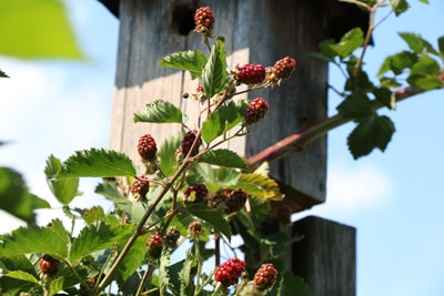 Brombeere - Rubus