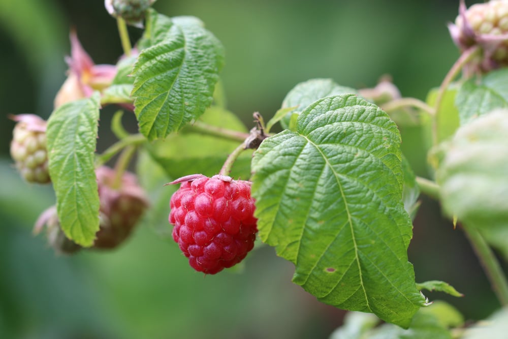 Himbeeren - Rubus ideaus