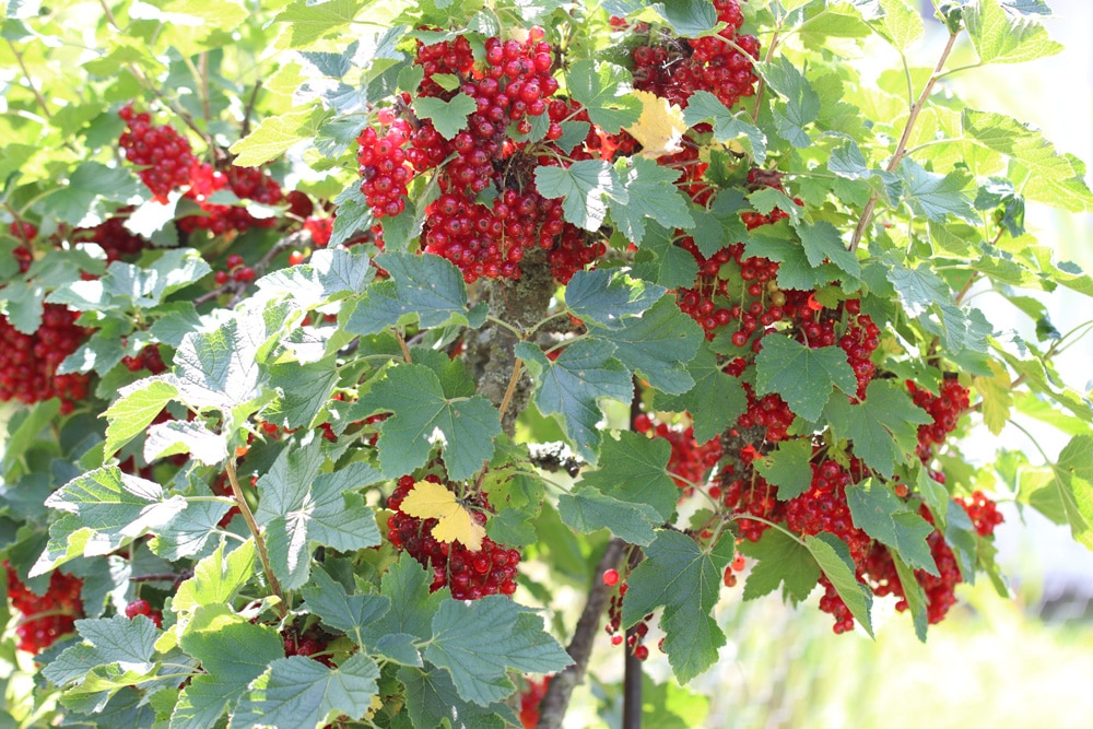 Rote Johannisbeeren - Ribes rubrum