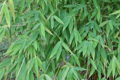 Bambus - Schirmbambus - Fargesia murielae