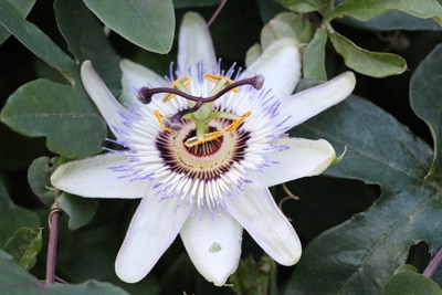 Passionsblume - Passiflora