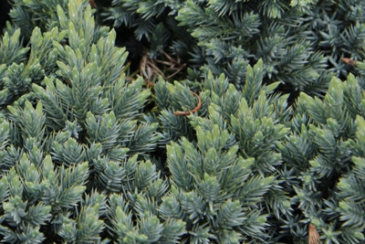Blauer Zwergwacholder - Juniperus squamata 'Blue Star'
