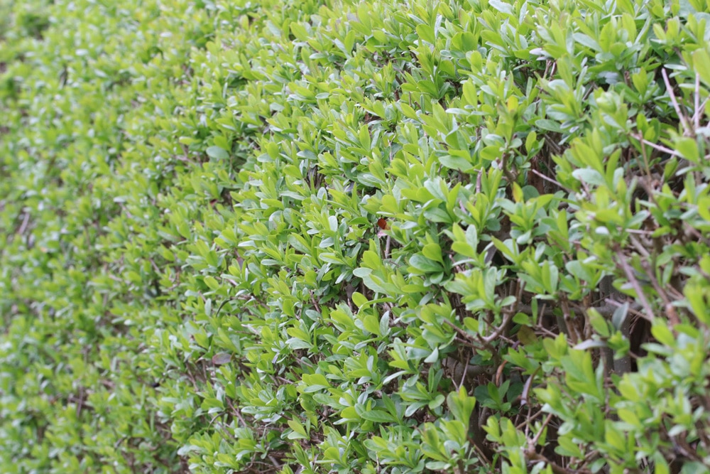 Heckenpflanzen jetzt online kaufen & bestellen bei BALDUR-Garten