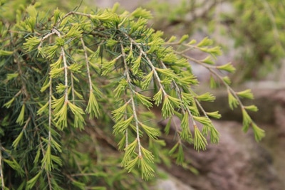 Teppichwacholder - Juniperus horizontalis