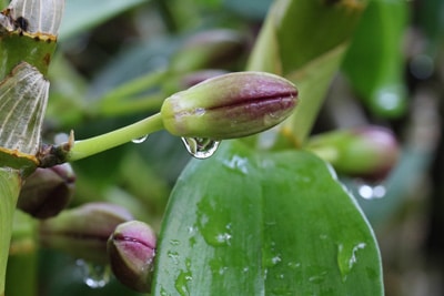 Orchidee - Dendrobium