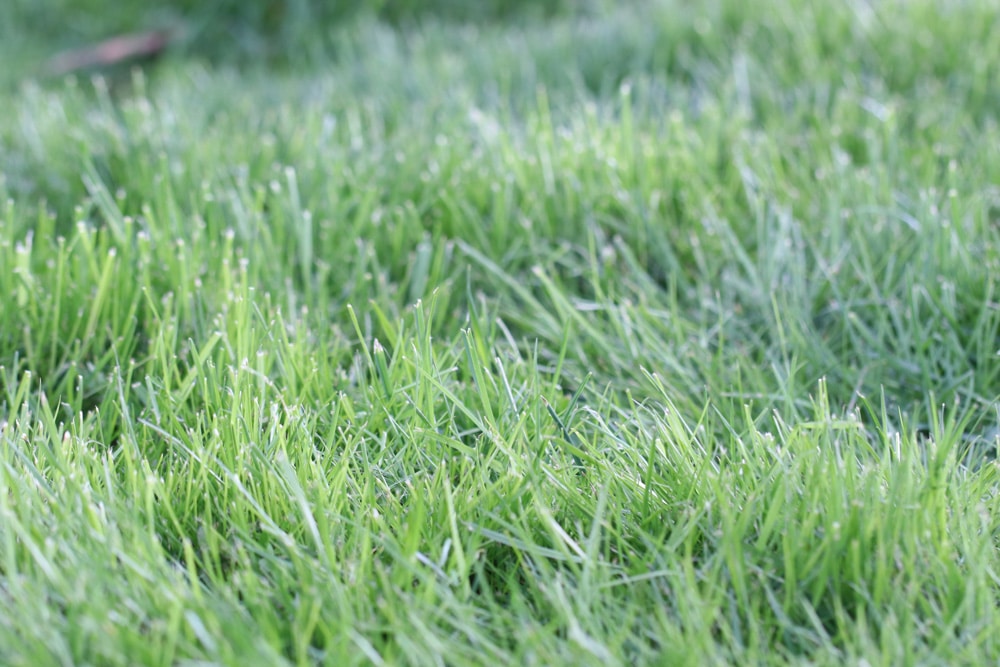 Frisch gesäten Rasen: wann das erste Mal betreten?